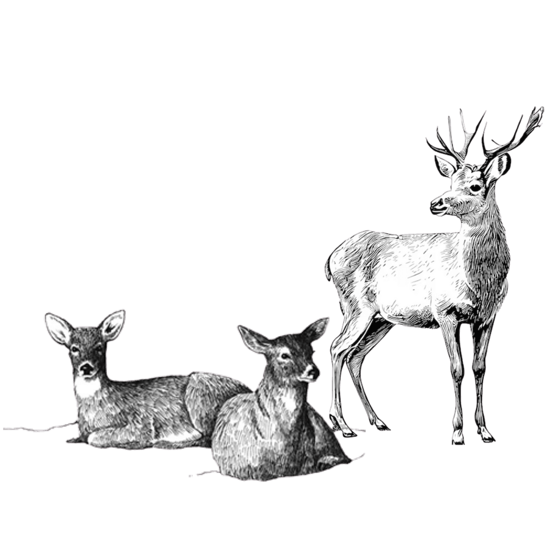 Deer Illustration